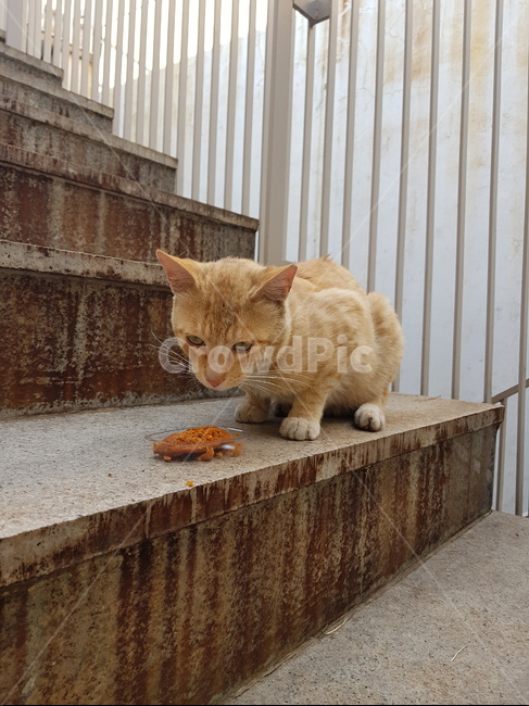 고양이,마들렛,갈색고양이,길고양이,계단,엎드린고양이