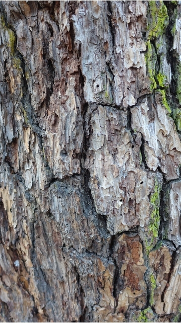 나무,숲,forest,tree,소나무,나무껍질,bark,껍질,nature,자연,green,초록,소나무껍질,하동,송림