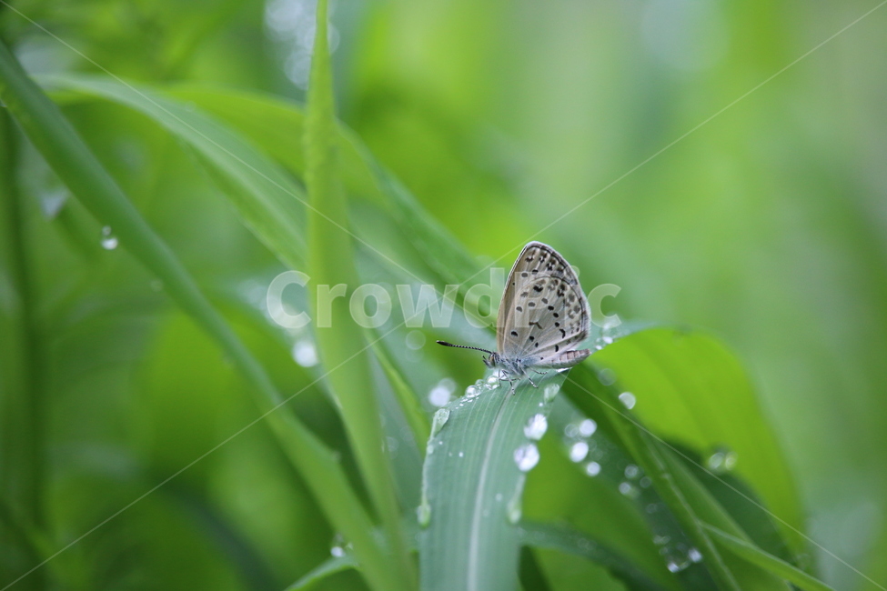 봄,나비,자연,이슬,물방울,감성,식물,자연,plants,nature,동물,animal,곤충,벌레,insect,bug