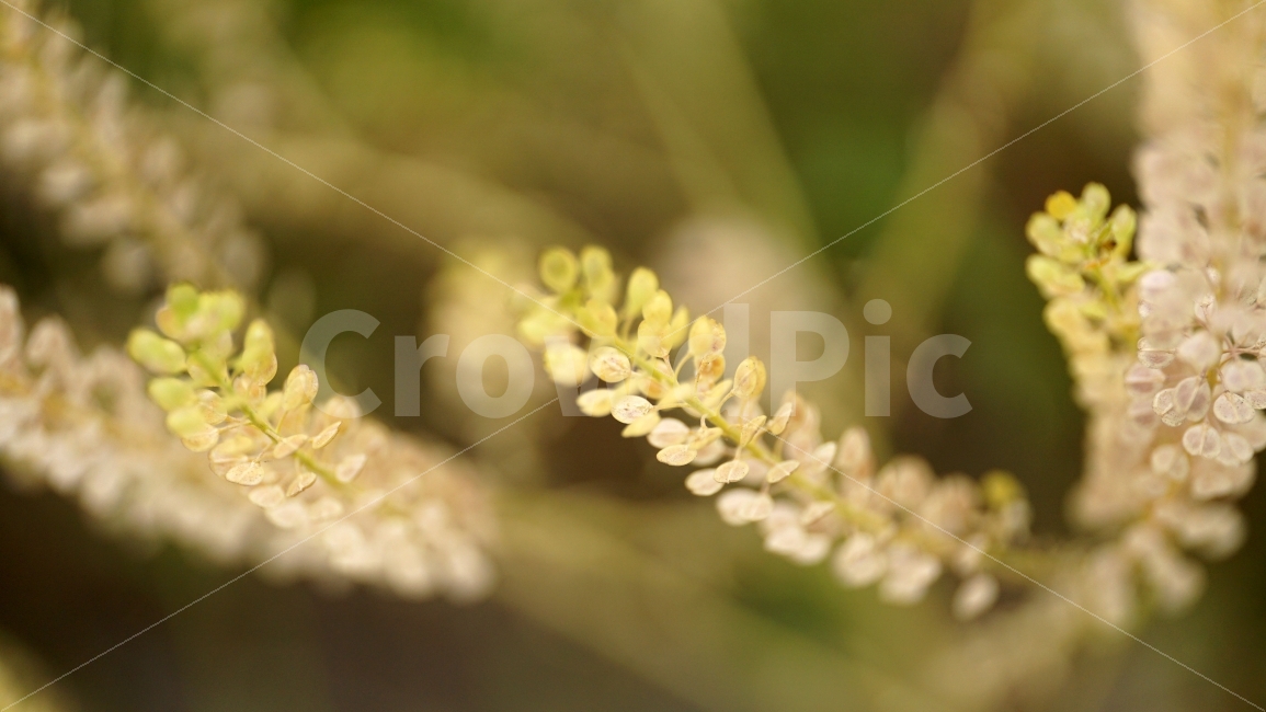 말냉이씨방,식물,줄기,자연,이파리,꽃,flower,nature,여름,감성,감성사진,스냅,스냅사진,snap,snapshot,풍경,landscape,꽃사진,접사,macro,봄,spring,계절,season,한국자연,korea,식물,자연,plants,nature,감성,sensible,feeling,꽃,flower