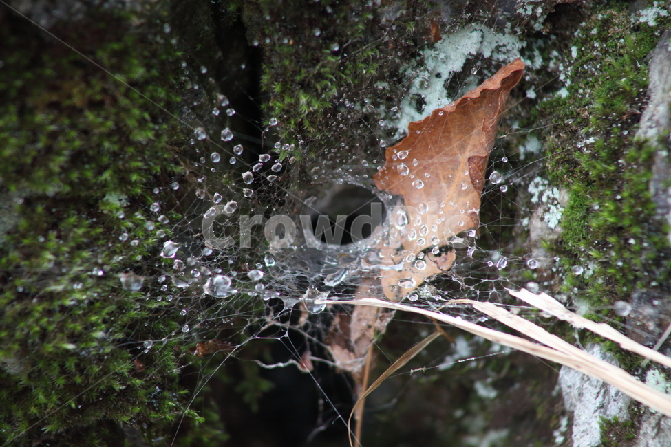 거미줄,이슬,낙엽,cobweb,dew,자연,풍경,nature,landscape