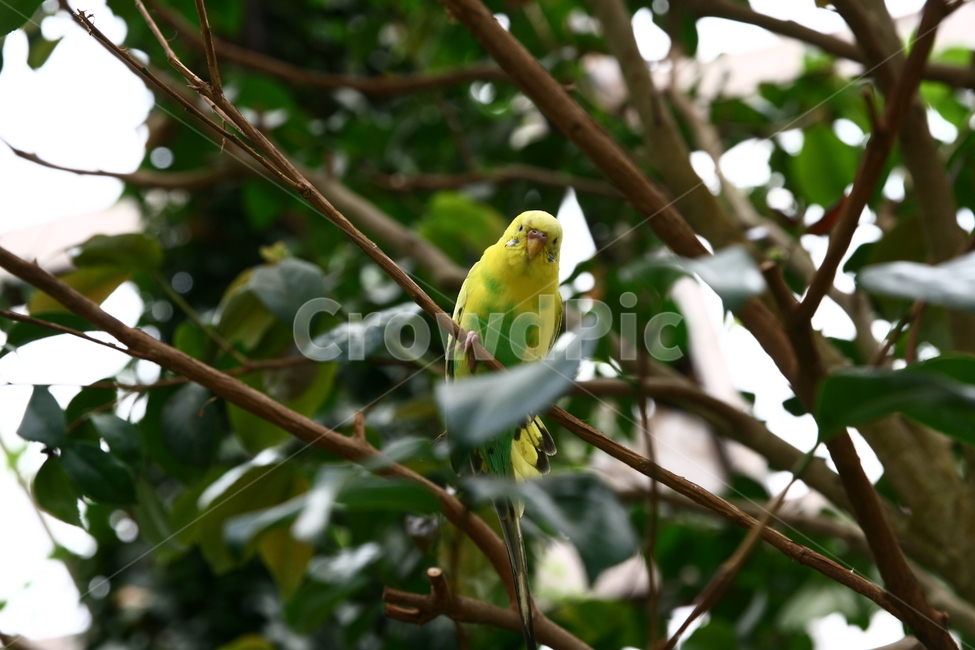 새,앵무새,bird,조류,동물,자연