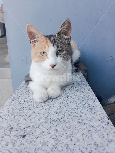 동물,반려동물,고양이,개냥이,길냥이,귀염,감성,풍경,삼색,cat