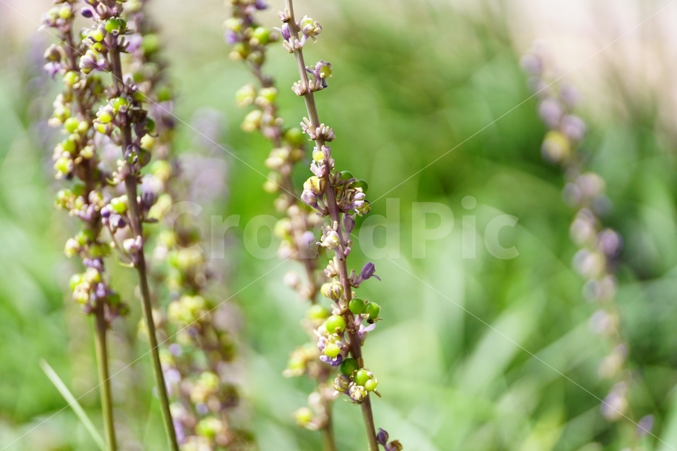 원예종,맥문동,꽃,꽃사진,플라워,자연,공원,산책,햇빛,햇살,풍경,flower,flowers,nature,park,landscape,여름,여름꽃,계절,summer,season,화단,꽃밭,스넵,스넵사진,스냅,스냅사진,snap,snapshot,감성,감성사진,힐링,힐링사진,예쁜,예쁘다,이쁜,이쁘다,예뻐,이뻐,gardenspecies,BroadleafLiriope,아름다운,아름답다,화창한,화창하다,밝은,따사로운,밝다,따사롭다,식물,plant,plants,풀,한국의자연,한국자연,korea,식물,자연,plants,nature,꽃,flower,감성,sensible,feeling