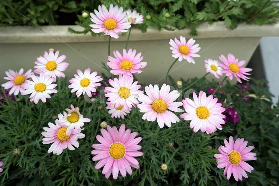봄,꽃,꽃송이,원예,자연,아름다움,향기,spring,season,flower,floreal,bloom,nature,garden,beautiful,plant,식물,자연,plants,nature,꽃,flower