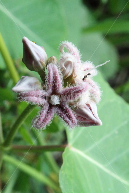 박주가리,세사등,야생화,약용식물,roughpotato,식물,자연,plants,nature