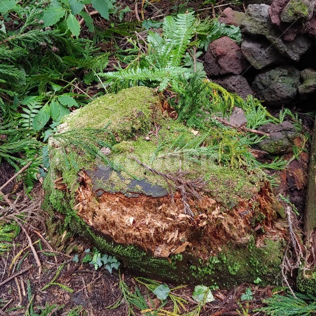 제주,나무,이끼,양치식물,밑둥,풍경,식물,자연,plants,nature