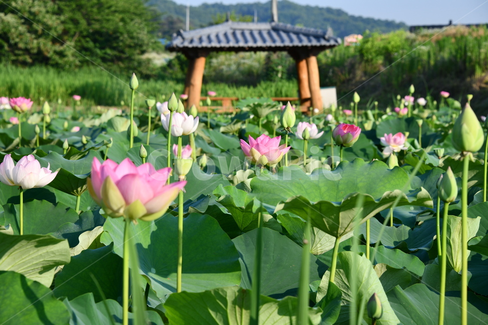 꽃,접사,연꽃밭,식물,자연,plants,nature,flower,분홍색,핑크색,연잎,연꽃
