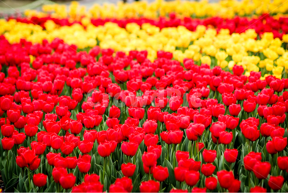 튤립,tulip,꽃,컬러,대비,봄,계절,spring,season,식물,자연,plants,nature,꽃,flower,plant