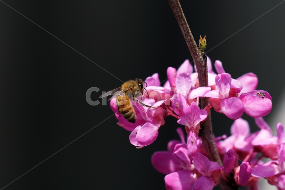 꽃,꽃사진,플라워,flower,봄,봄꽃,spring,식물,plants,자연,nature,풍경,landscape,계절,season,snap,스냅,접사,macro,closeup,클로즈업,감성사진,감성,힐링,healing,느낌,feel,feeling,벌,곤충,insect,동물,animal,honey,bee,말벌,꿀벌,벌레,꽃밭,화단,4월,April,박태기나무,박태기꽃,박태기나무꽃,귀화식물,나무,나뭇가지,tree,한국자연,식물,자연,plants,nature,꽃,flower,동물,animal,곤충,벌레,insect,bug