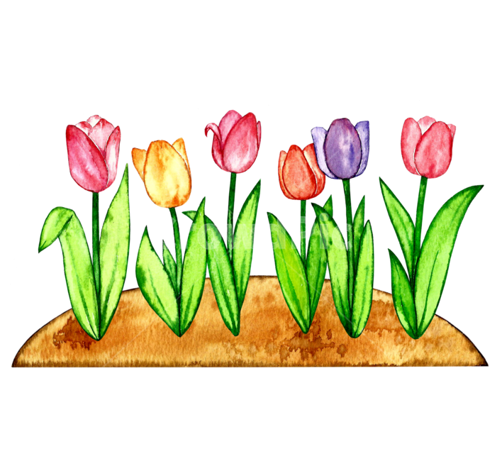 튤립,꽃,flower,꽃밭,수채화,꽃그림,plant,식물,그래픽,일러스트레이션,graphic,illustration