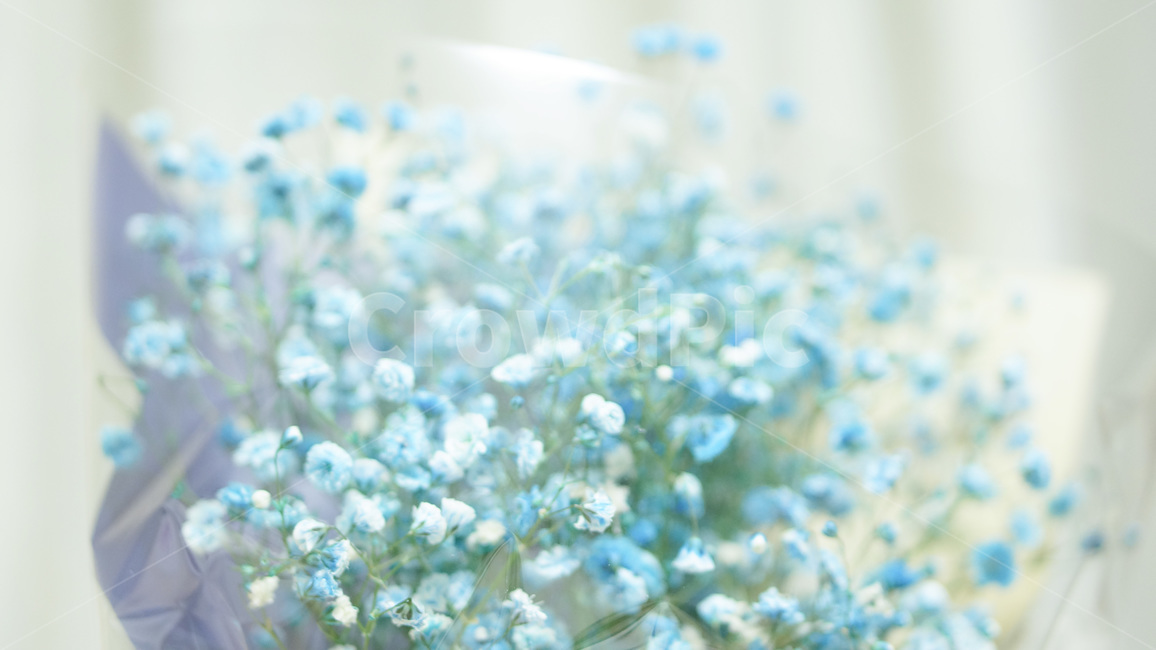 꽃,안개꽃,블루,파란꽃,꽃다발,flower,foggyflower,blue,blueflower,bouquet,꽃,flower,기념일,축하,anniversary,congratulation,celebrate,celebration