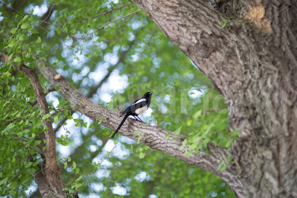 풍경,동물,까치,landscape,bird,새,동물,animal,조류,새,birds