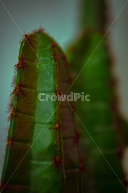 식물,선인장,색감,자연,심도,식물,자연,plants,nature
