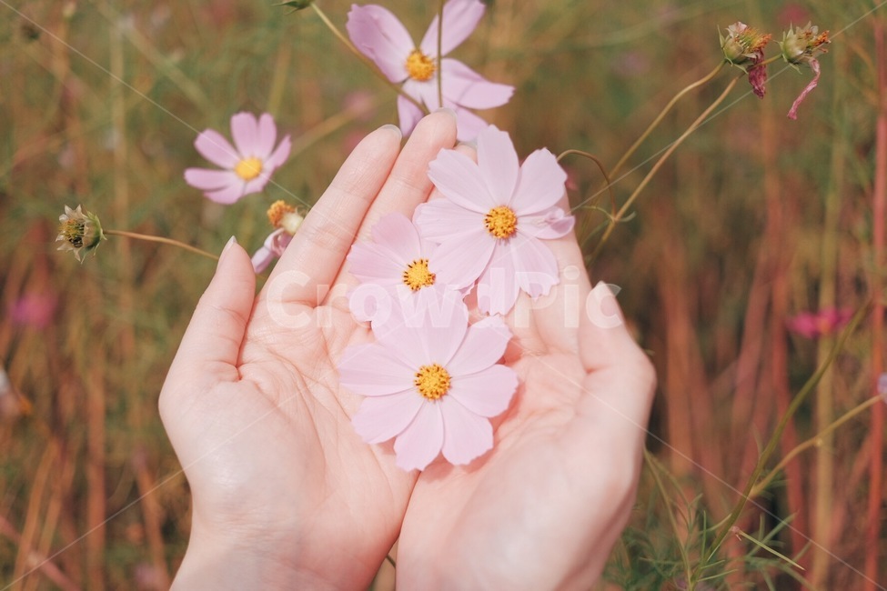 코스모스,꽃,가을,손,자연,가을,계절,fall,autumn,season,꽃,flower,감성,sensible,feeling,색깔,색상,색채,색감,color sense,color sensitivity,feeling of color,plant,식물