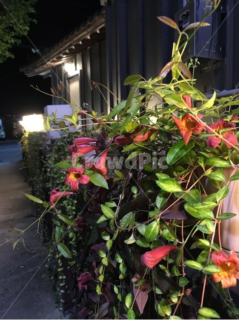 밤,카페,식물,꽃,night,cafe,flower,plant