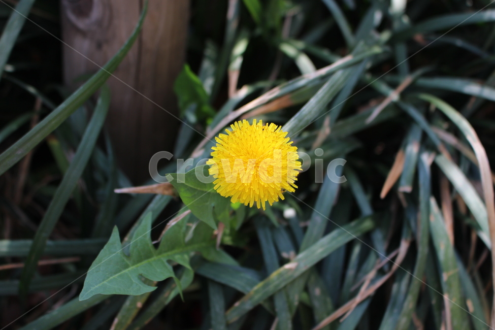 plant,식물,blossom,꽃,flower,민들레,dandelion