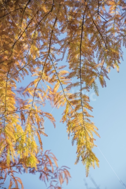 가을,풍경,나무,식물,나뭇잎,단풍,가을,계절,fall,autumn,season,식물,자연,plants,nature,tree,plant