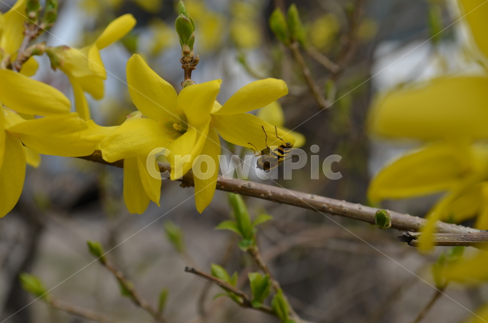 벌,꽃,봄,나무,노란꽃,식물,자연,plants,nature,꽃,flower,곤충,벌레,insect,bug