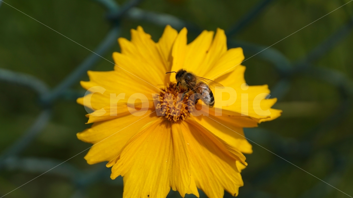 금계국,꽃,플라워,자연,식물,flower,nature,철조망,벌,곤충,insect,bee,honey,동물,animal,꽃사진,접사,macro,풍경,landscape,plants,식물,자연,plants,nature,동물,animal,곤충,벌레,insect,bug,꽃,flower