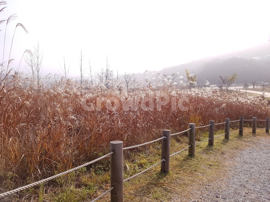 갈대,자갈,흙길,하늘,자연,풍경,sky,outdoors,nature,natural,가을,계절,fall,autumn,season