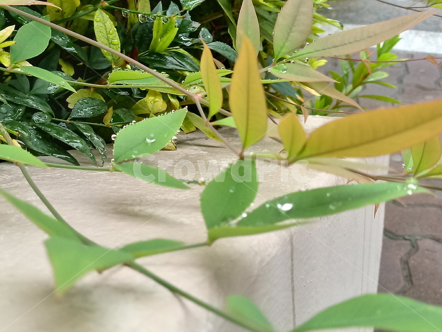 풀,자연,풀잎,이파리,잎,초록,푸름