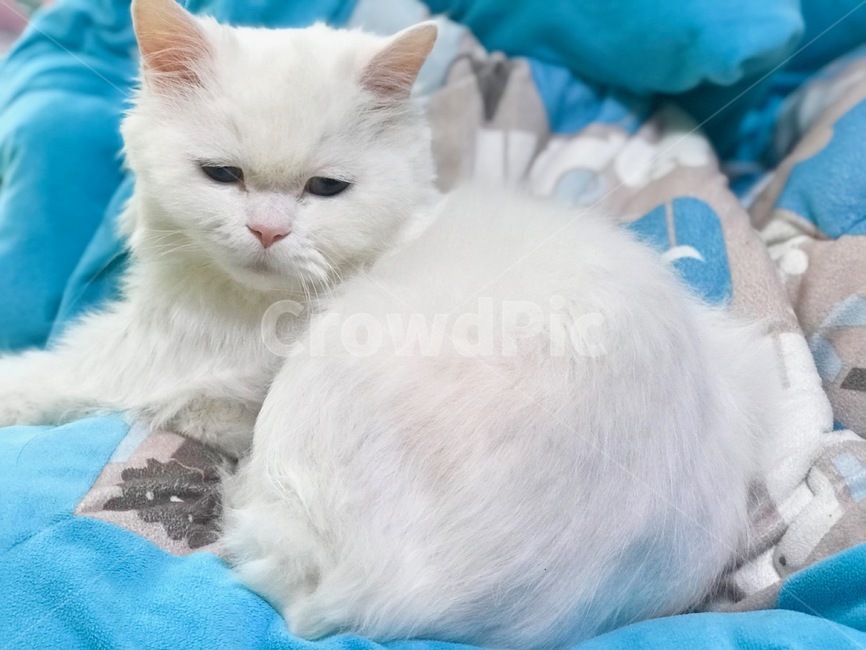 고양이,냐옹이,반려동물,터키쉬앙고라,cat
