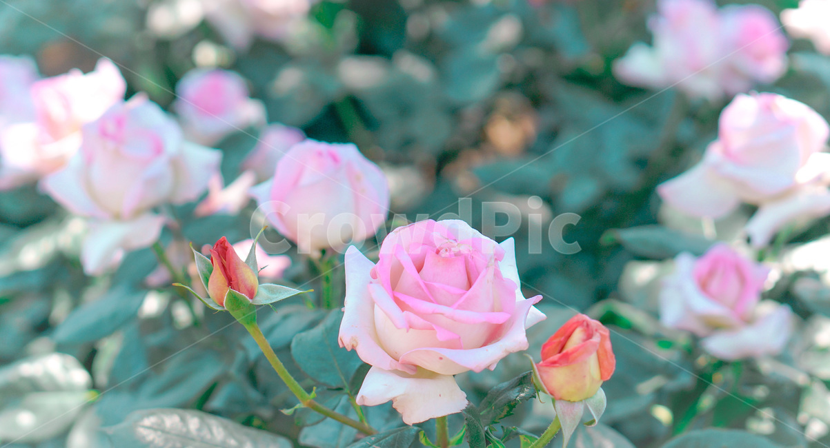 장미,핑크장미,정원,꽃,꽃밭,색감,핑크,분홍,로즈,장미꽃,식물,자연,plants,nature,꽃,flower