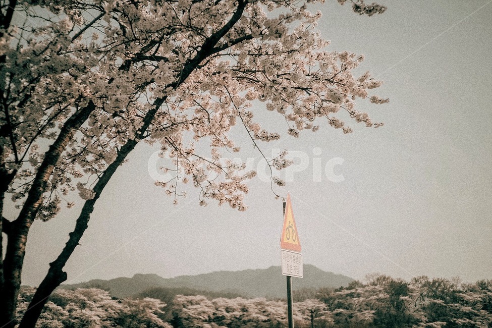 봄,꽃,벚꽃,식물,자연,spring,flower,cherryblossom,plant,nature,봄,계절,spring,season,자연,풍경,nature,landscape,blossom