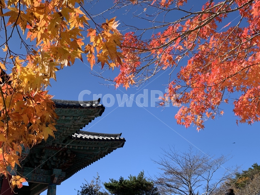 단풍,단풍잎,plant,식물,leaf,잎,tree,나무,절,가을,가을풍경
