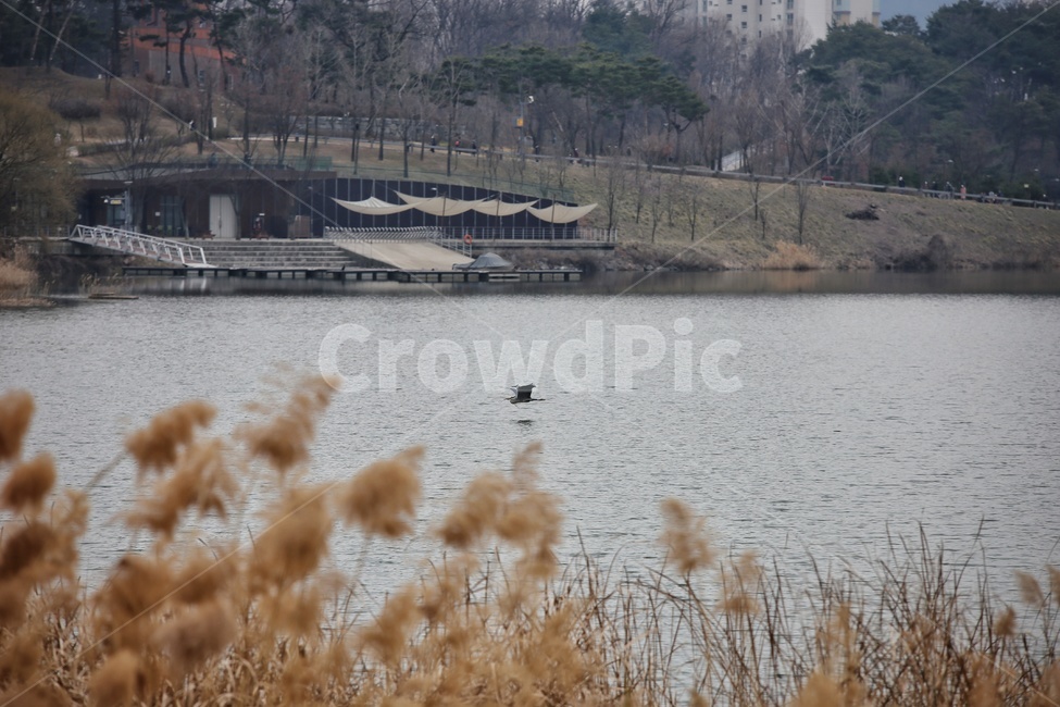 grass,reed,갈대,plant,식물,lawn,잔디,새,bird,야생동물,호수,lake