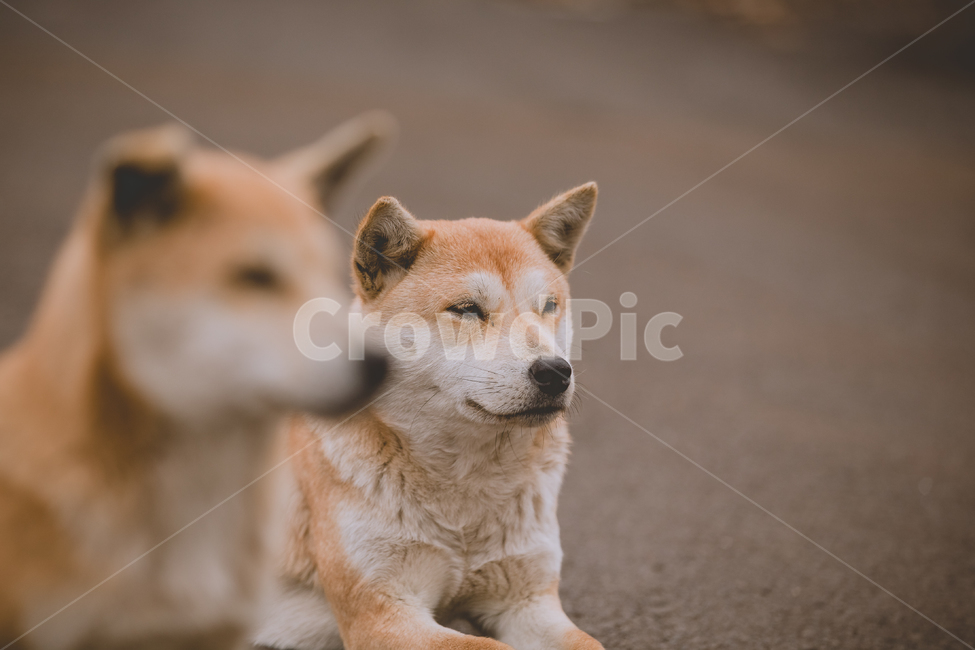 강아지,반려견,동물,자연,귀여운,animal,댕댕이,따뜻한,dog,puppy,애완동물,동물,animal,포유류,mammal,개,강아지,dog,doggy