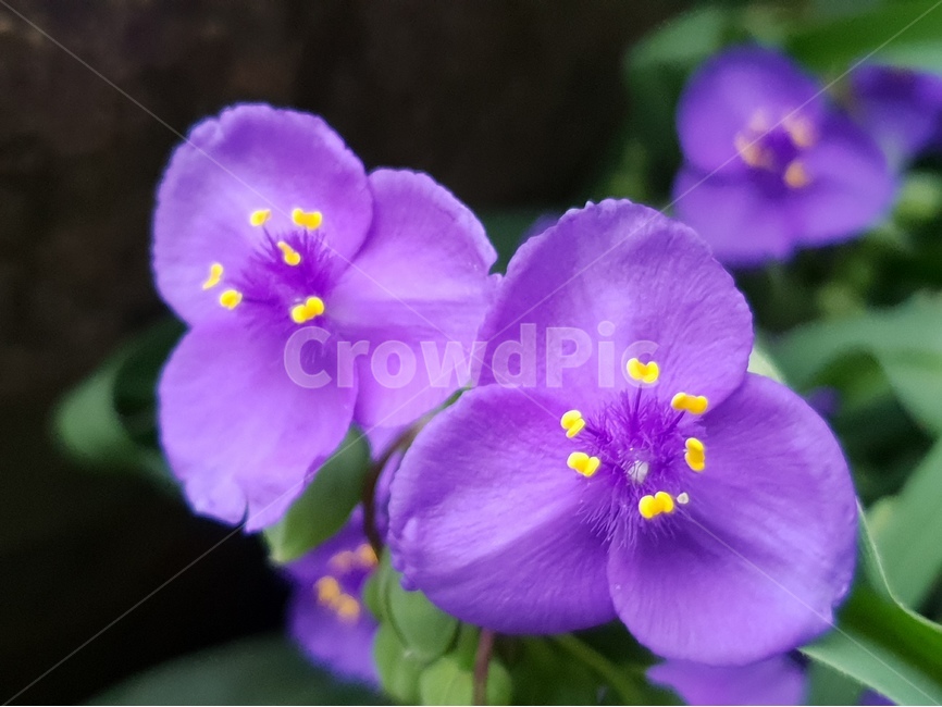 꽃,여름꽃,flower,nature,꽃술,beautifulflowers,다년생,숙근성,자연,자주달개비,보라색,배경,배경이미지,배경화면,식물,자연,plants,nature,꽃,flower