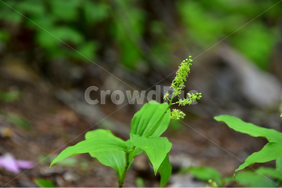 자주솜대,야생화,꽃,식물,자연,생태,플라워,flower,plants,nature,식물,자연,plants,nature