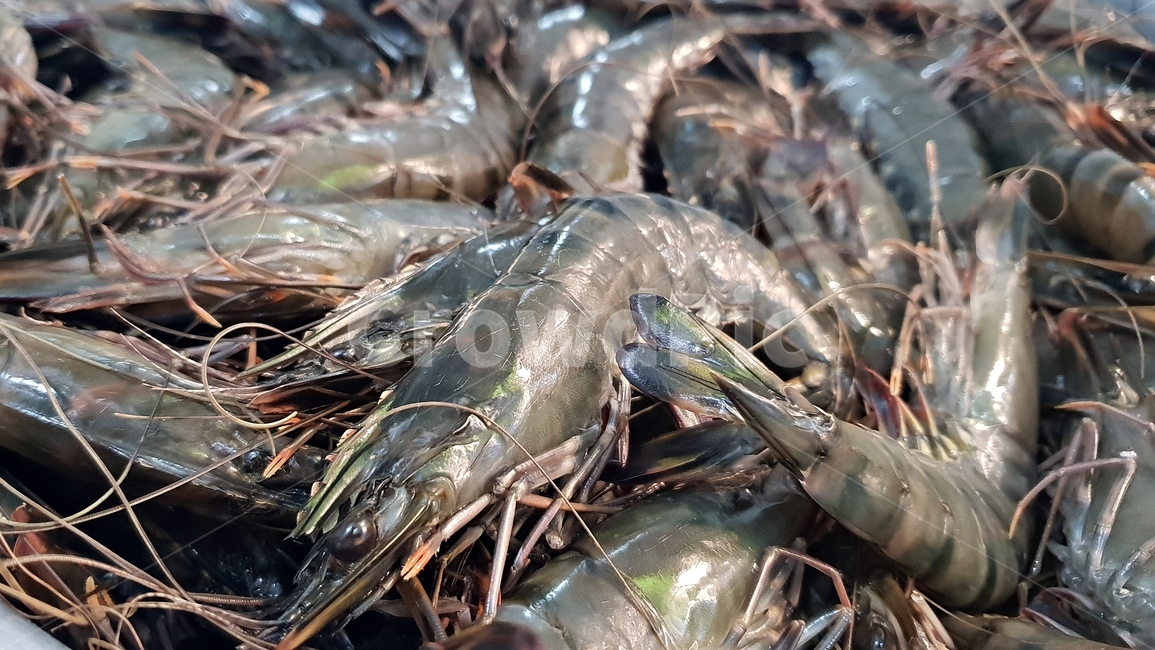 새우,쉬림프,대하,음식,식자재,접사,shrimp,food,seafood,음식,식재료,요리,food,cook,meal,dishes,food reserves,수산물,해산물,fishery products,seafood