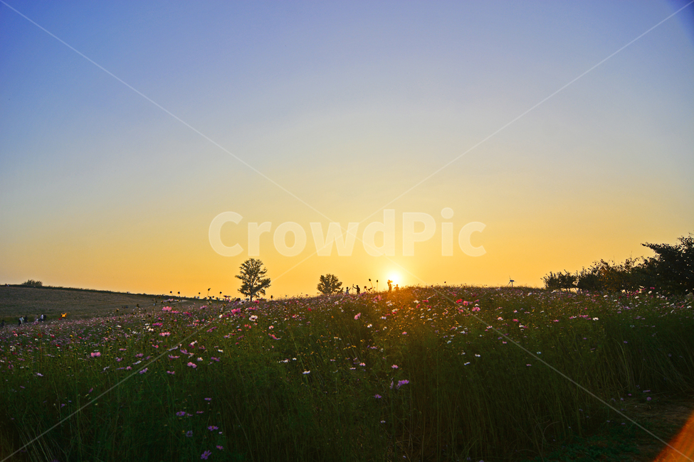 nature,자연,outdoors,옥외,grassland,목초지,field,들,동산,가을,계절,코스모스,꽃,들판,일몰,선셋,sunset,노을,풍경,가을풍경,한국풍경,autumn,플라워,나무,한국자연풍경,한국자연경관,korea nature landscape