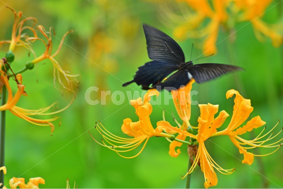 plant,식물,blossom,flower,꽃,꽃무릇,나비,호랑나비,식물,자연,plants,nature,꽃,flower,곤충,벌레,insect,bug