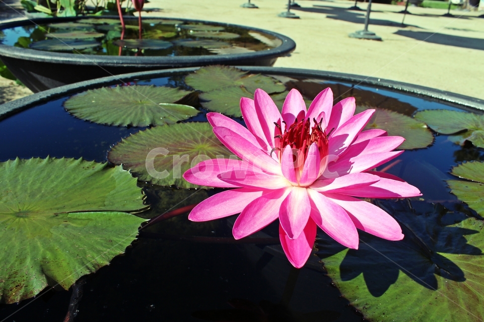 plant,식물,flower,blossom,꽃,연꽃,lotus,식물,자연,plants,nature,꽃,flower
