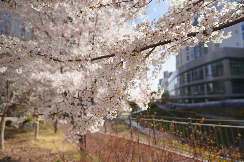 벚꽃,봄,햇빛,맑은,꽃잎,꽃,blossom,cherryblossom,만개