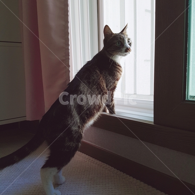 고양이,한국고양이,고등어,집사,cat,koreacat,pet,kitten,window,창문,동물,animal,포유류,mammal,고양이,cat,kitten,kitty