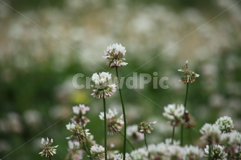 토끼풀,꽃,식물,봄,clover