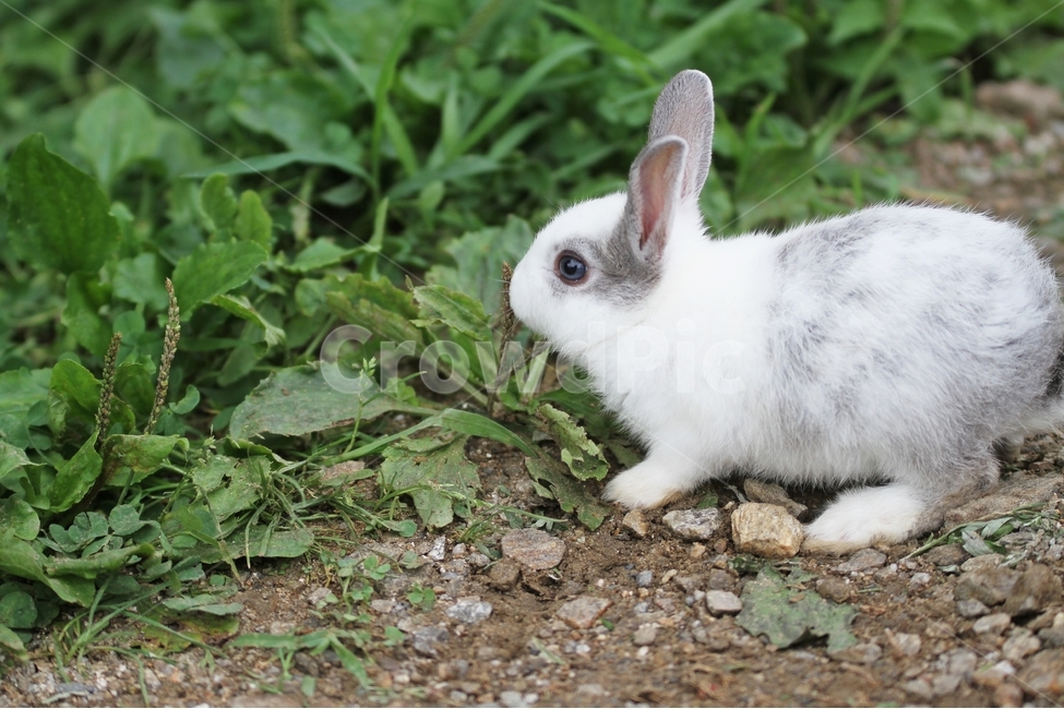 토끼,동물,감성사진,자연,애완동물,동물,animal,포유류,mammal