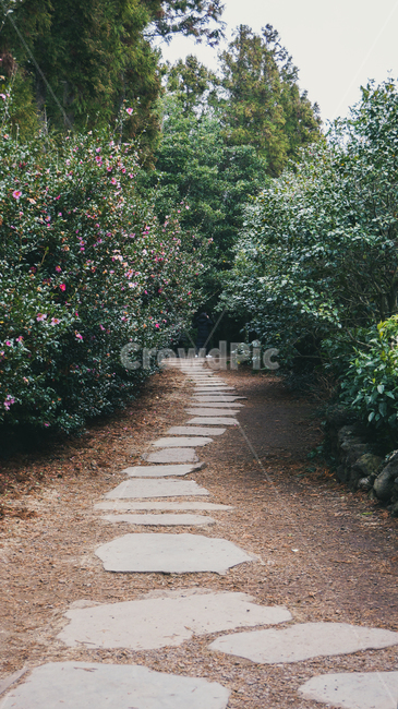 정원,정원길,아련,꽃풍경,동백꽃,garden,gardenroad,camellia