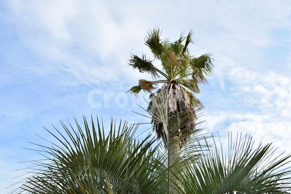 식물,야자수,제주도,여름,나무,풍경,식물,자연,plants,nature,나무,trees,wood