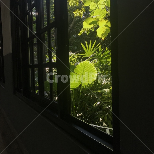 식물,초록색,화분,식물원,자연,식물,자연,plants,nature
