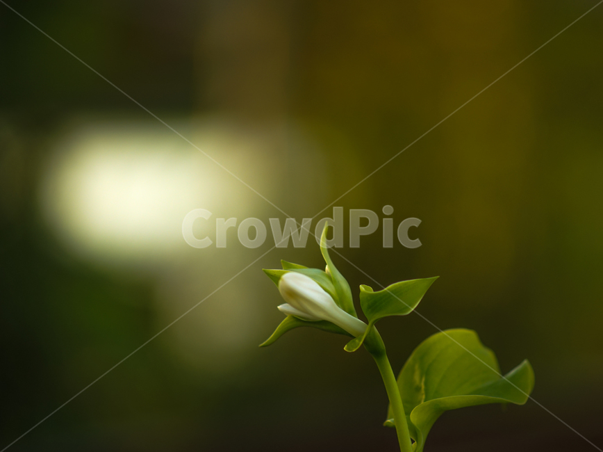 옥잠화,야생,꽃,식물,조경화,식물,자연,plants,nature,꽃,flower