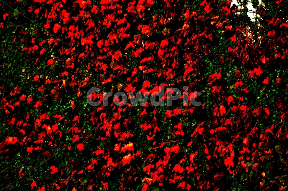 담벼락,담쟁이,식물,가공사진,붉은색,배경,풍경,식물,자연,plants,nature