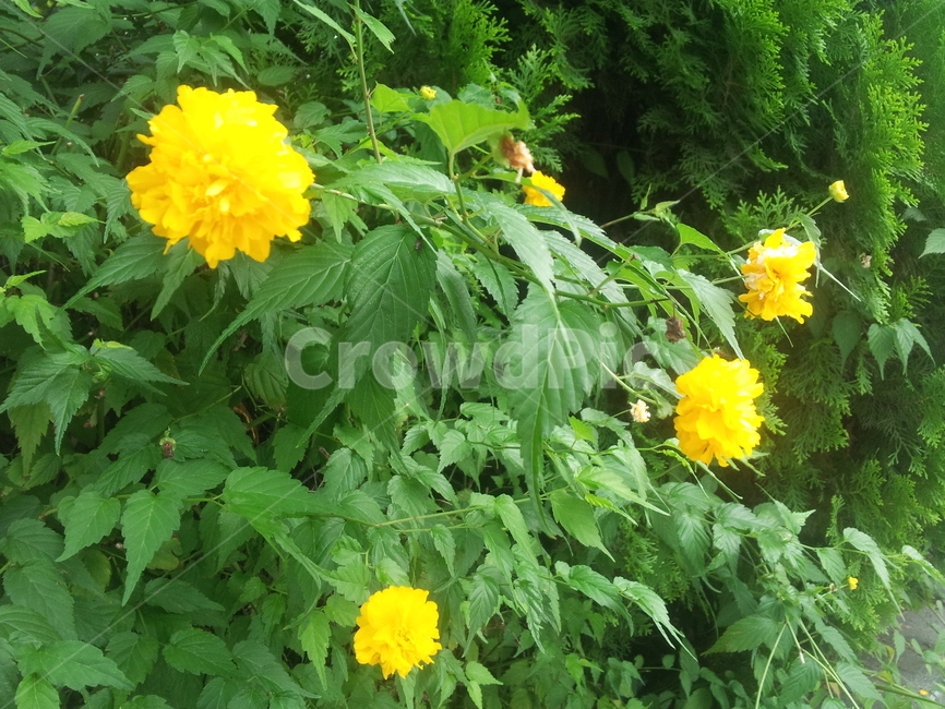 꽃,가을,플라워,자연,풀,식물,자연,plants,nature,꽃,flower