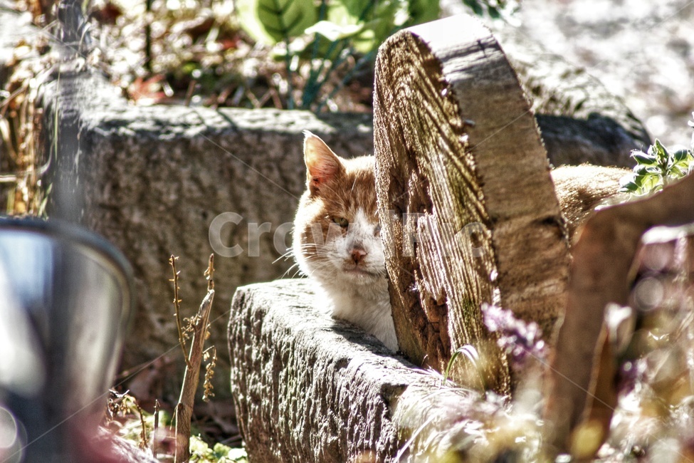 pet,animal,동물,고양이,길고양이,포유류,cat,동물,animal,포유류,mammal,고양이,cat,kitten,kitty