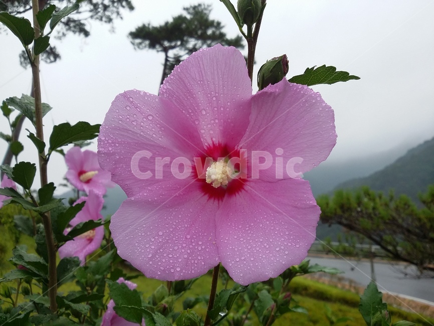꽃,식물,flower,plant,무궁화,식물,자연,plants,nature,꽃,flower